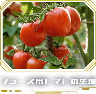 ジュース用トマトの生産